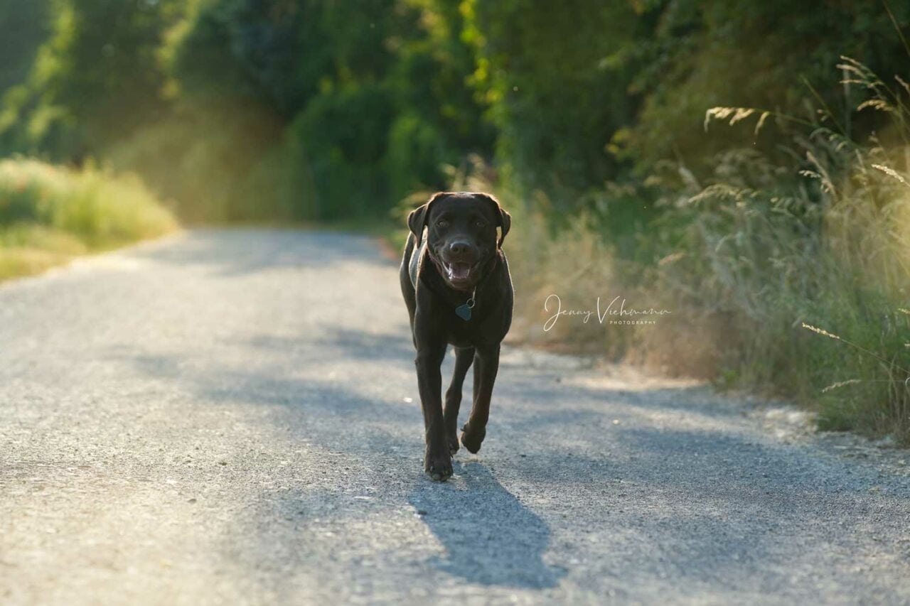 Fröhlicher schwarzer Labrador läuft auf einem ländlichen Weg inmitten grüner Natur bei Sonnenuntergang.