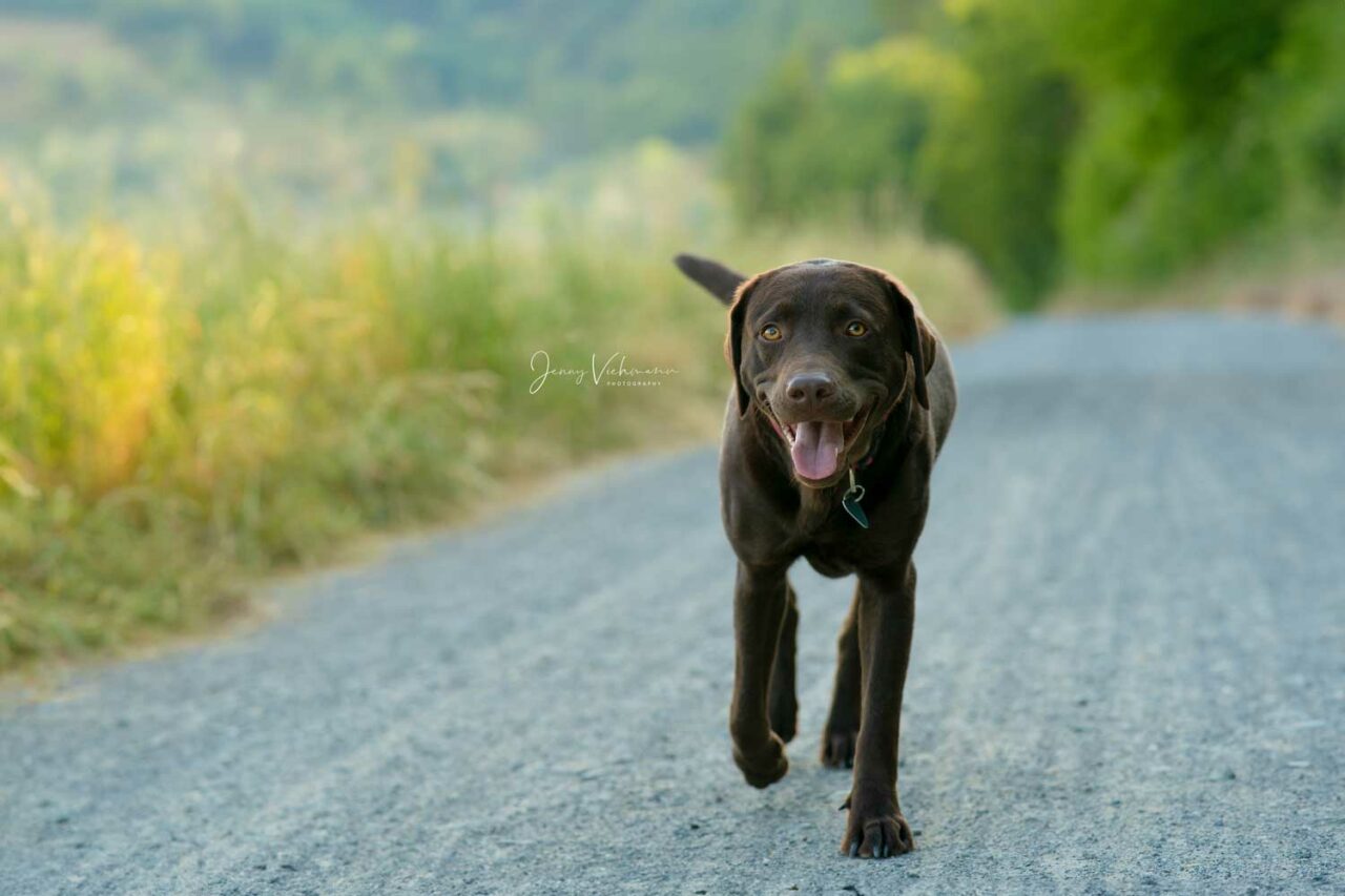 Fröhlicher schwarzer Labrador läuft auf einem ländlichen Weg inmitten grüner Natur bei Sonnenuntergang.