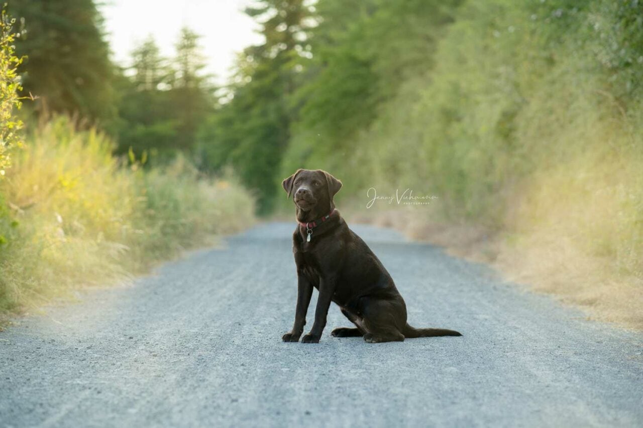 Fröhlicher schwarzer Labrador sitzt auf dem Feldweg.