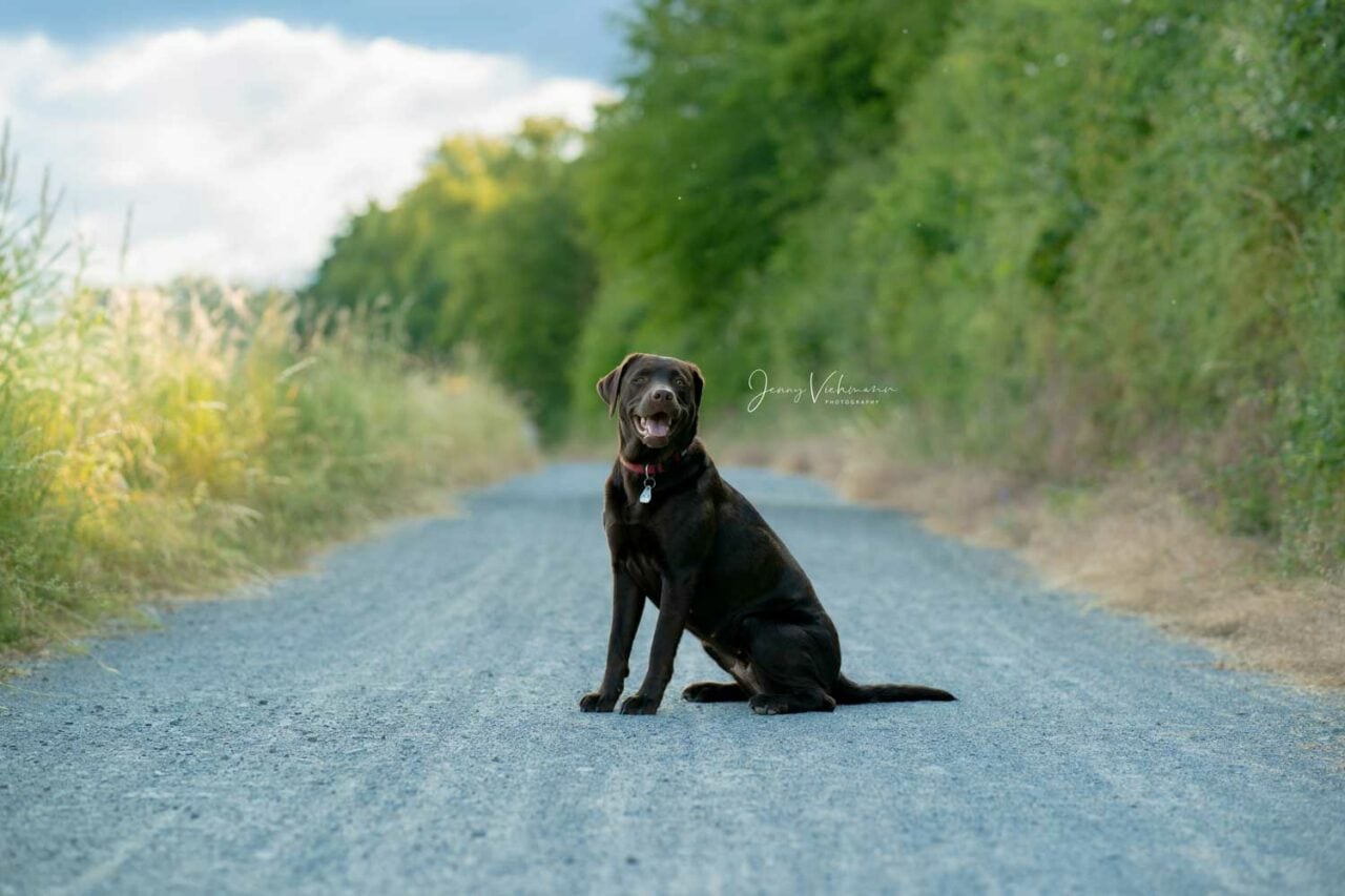 Fröhlicher schwarzer Labrador sitzt auf dem Feldweg.