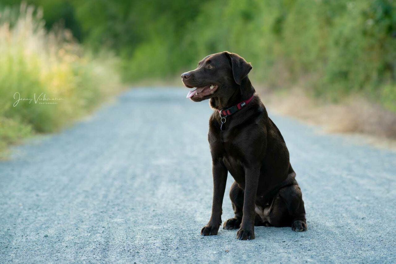 Fröhlicher schwarzer Labrador sitzt auf dem Feldweg.