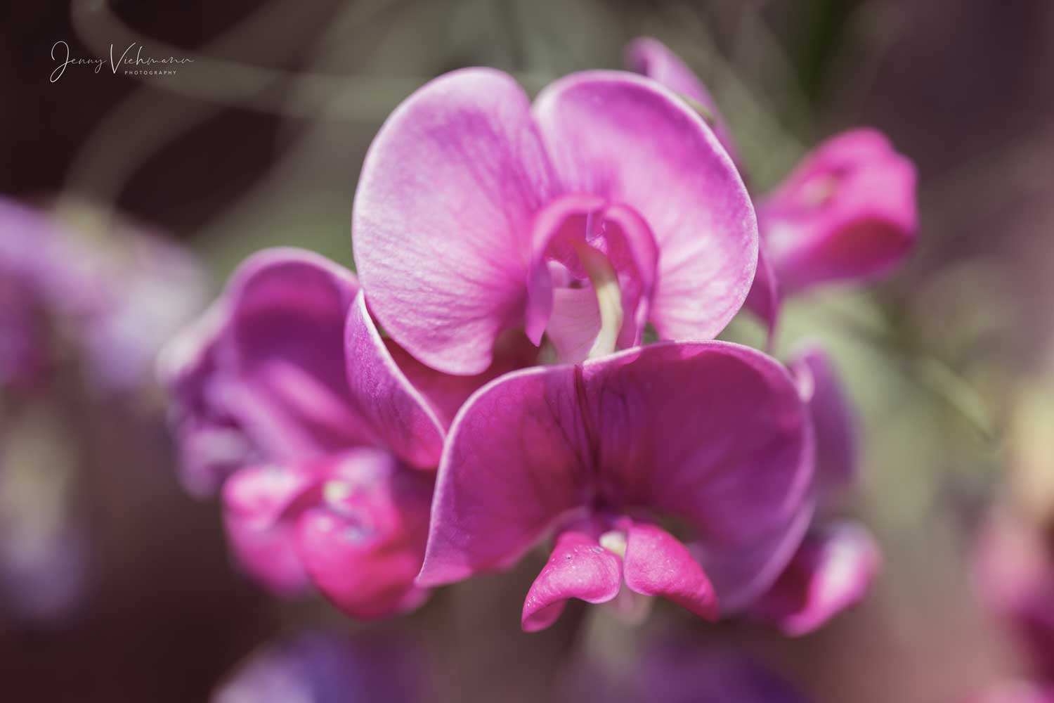 Makrofotografie von pinker Blume