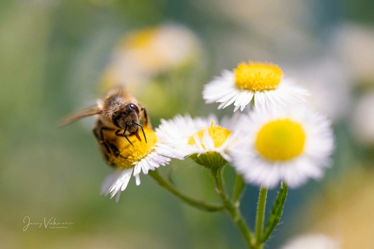 Makroaufnahme von Biene auf Blume