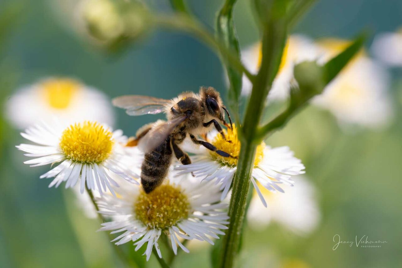 Makroaufnahme von Biene auf Blume