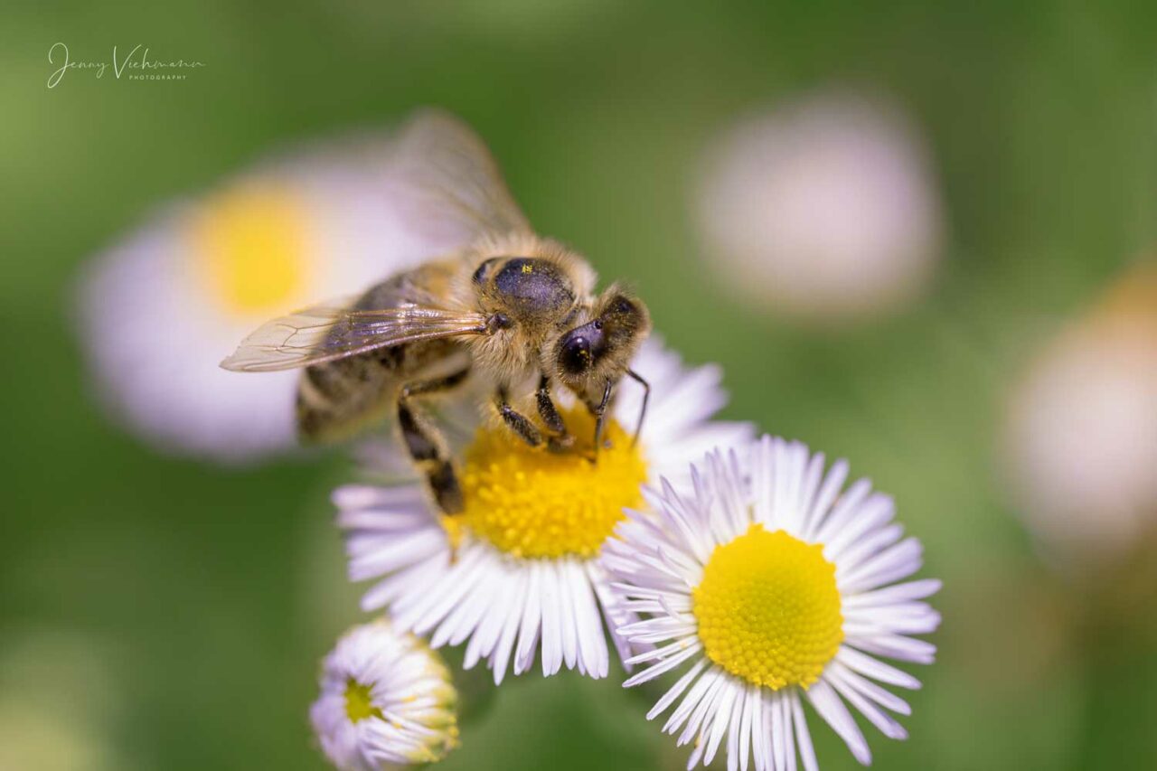 Makroaufnahme von Biene auf Blume