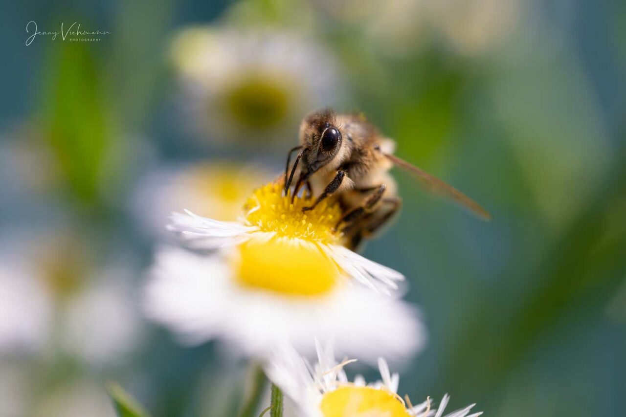 Makroaufnahme von Biene auf Blume