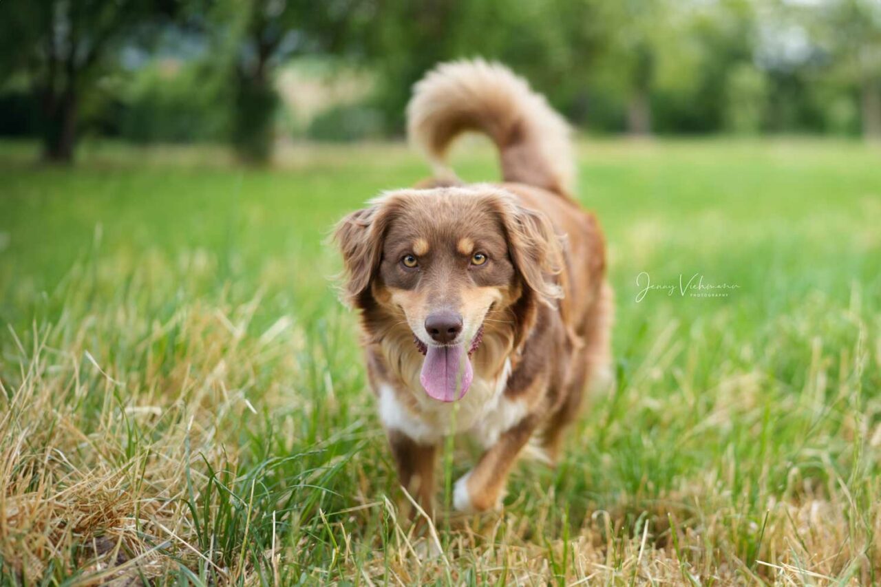 Hund auf der grünen Wiese