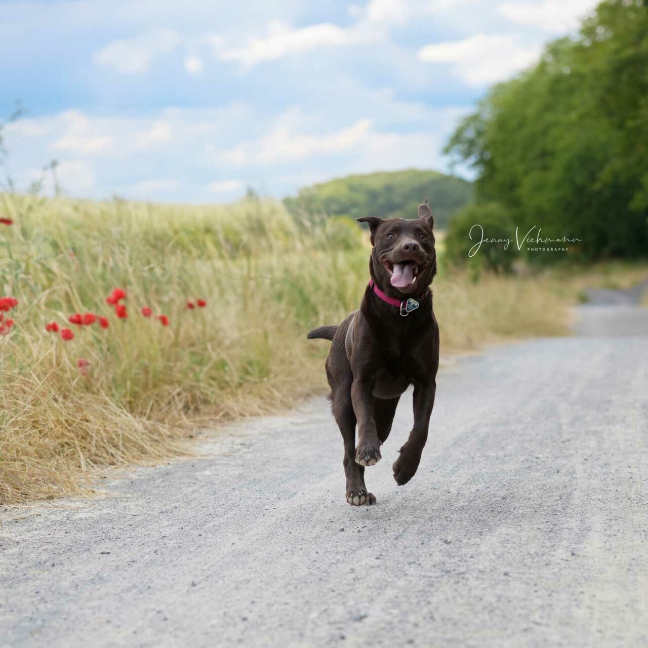 Fröhlicher schwarzer Labrador springt auf einem ländlichen Weg mit Zunge draußen.