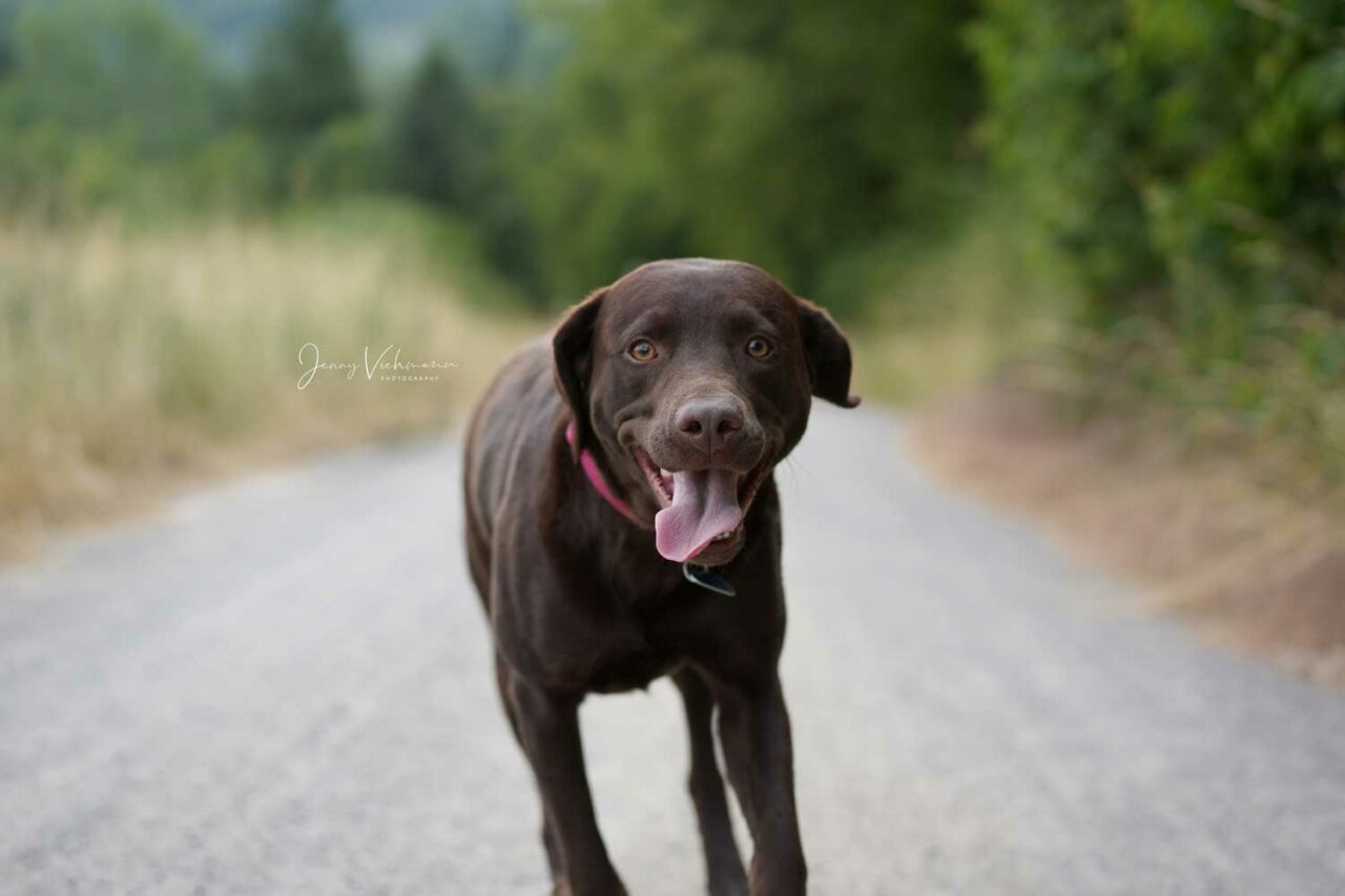 Fröhlicher schwarzer Labrador rennt auf einem ländlichen Weg mit Zunge draußen.