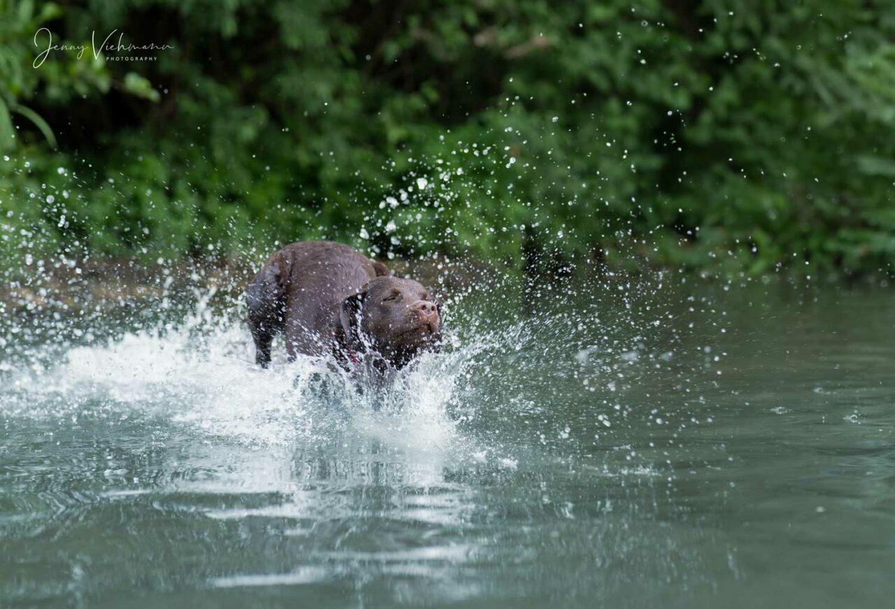 Fröhlicher schwarzer Labrador springt in den See.