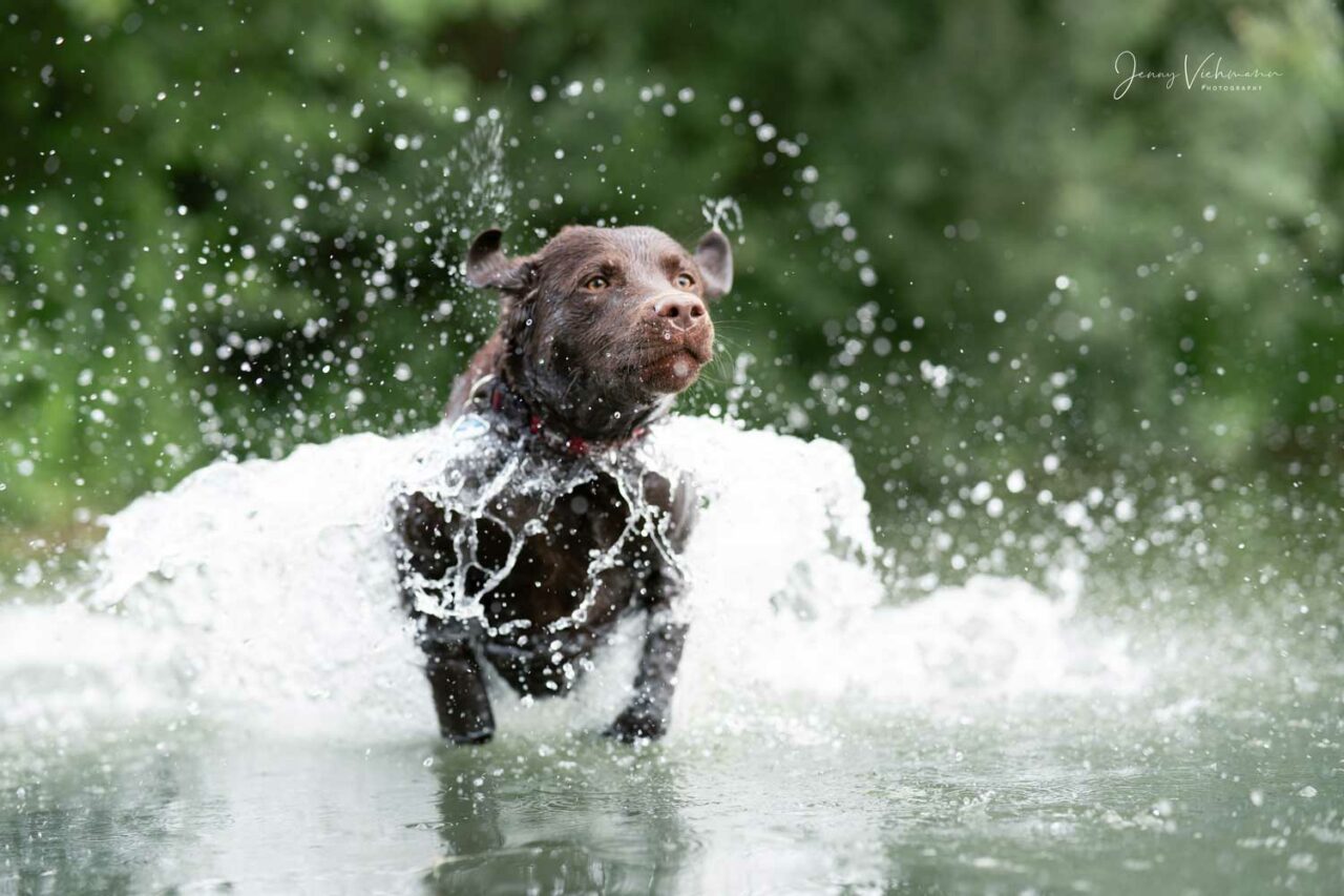 Fröhlicher schwarzer Labrador springt in den See.