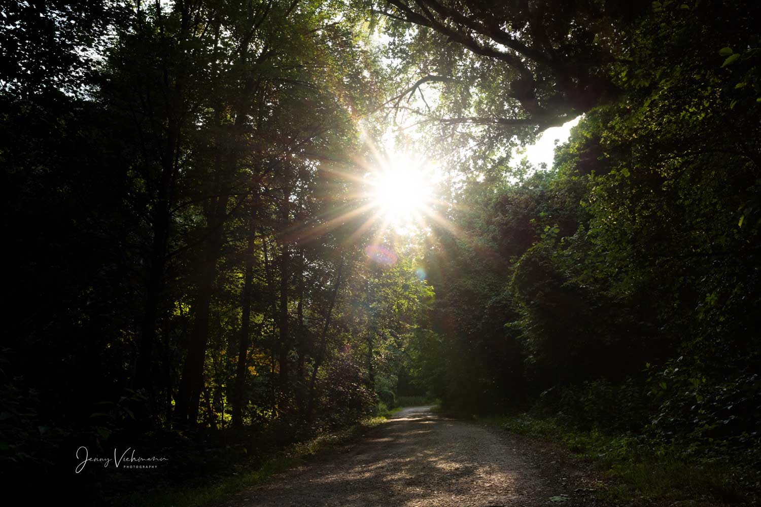 Sonnenstern am Waldweg