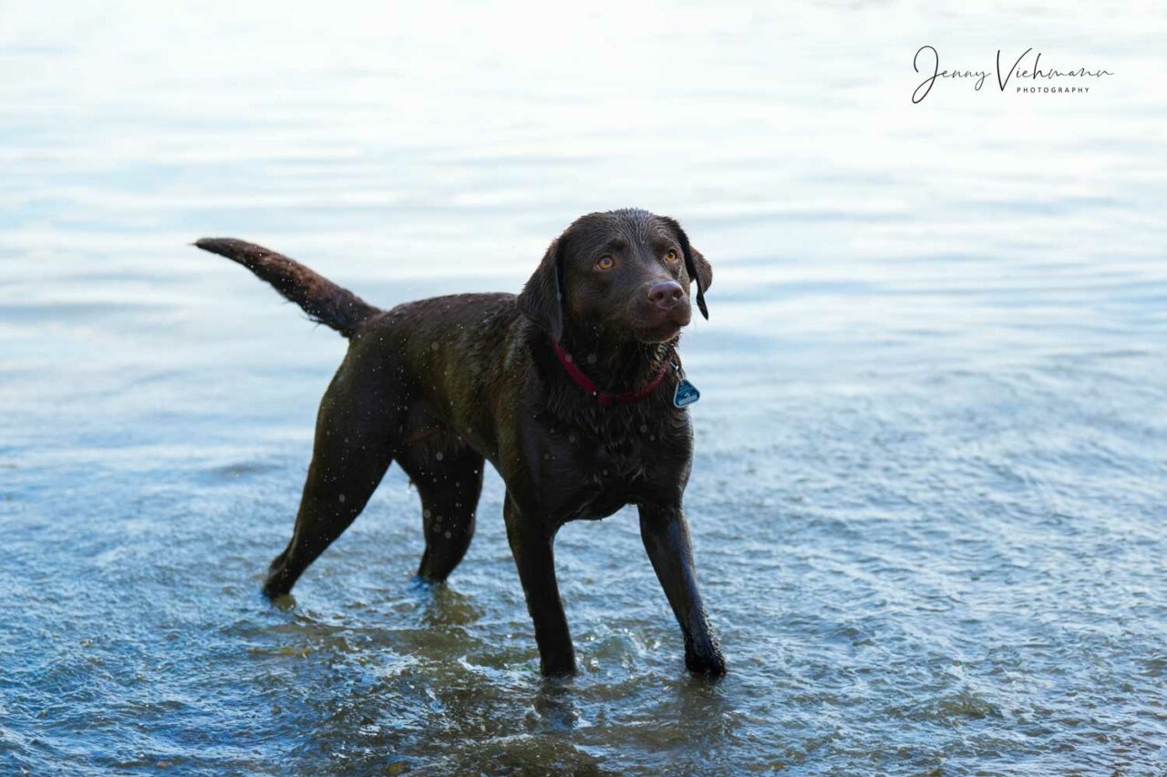 Fröhlicher schwarzer Labrador im Wasser