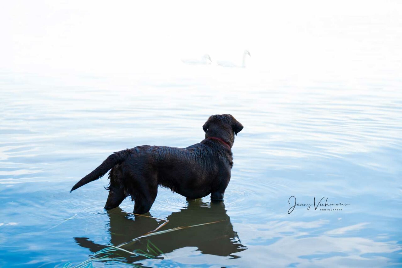 Schwarzer Labrador im Wasser mit Blick in die Ferne