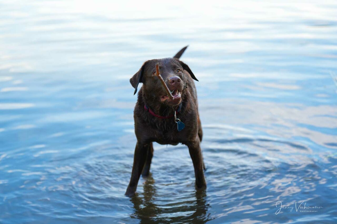 Fröhlicher schwarzer Labrador mit Holzstöckchen im Wasser