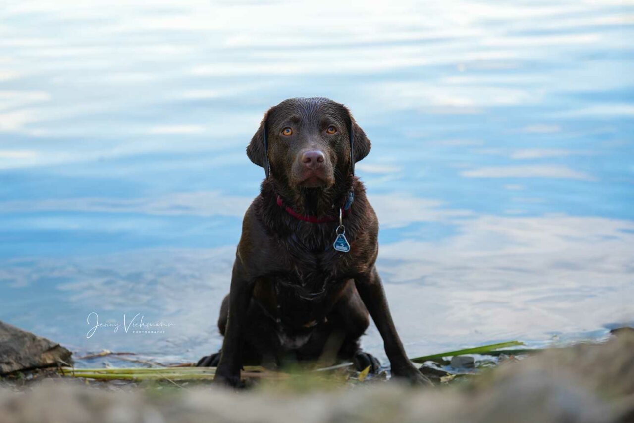 Fröhlicher schwarzer Labrador im Wasser schaut verdutzt in die Kamera