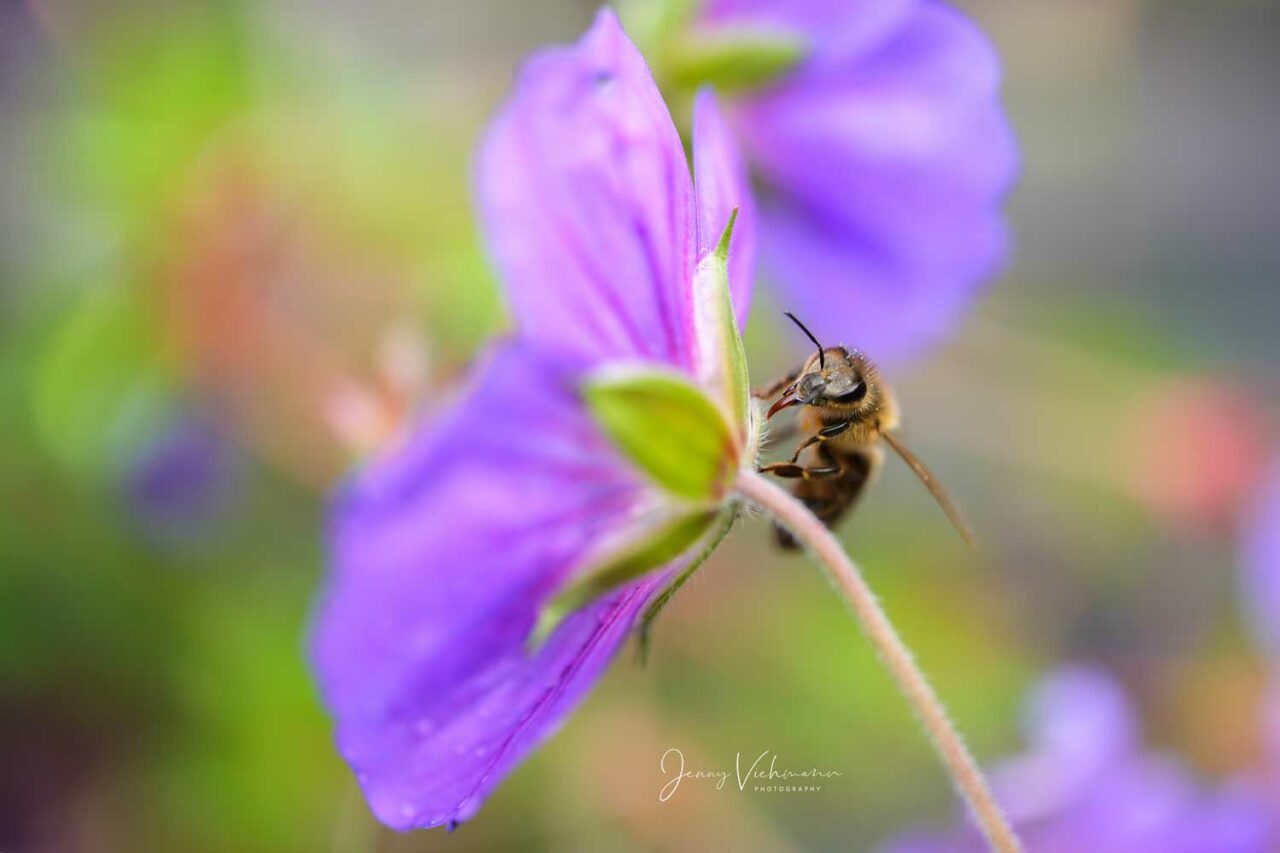 Makroaufnahme von Biene auf Blume