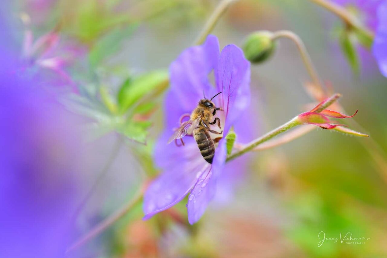 Makroaufnahme von Biene auf Blume