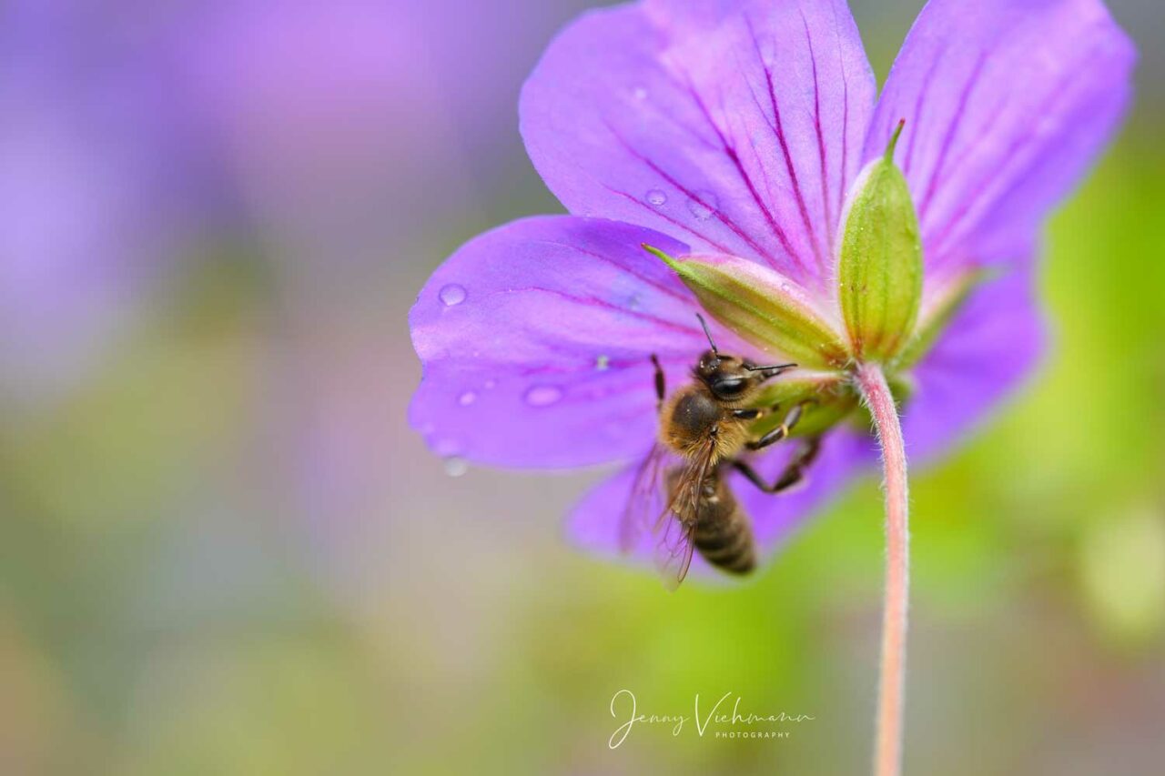 Makroaufnahme von Biene auf Blume