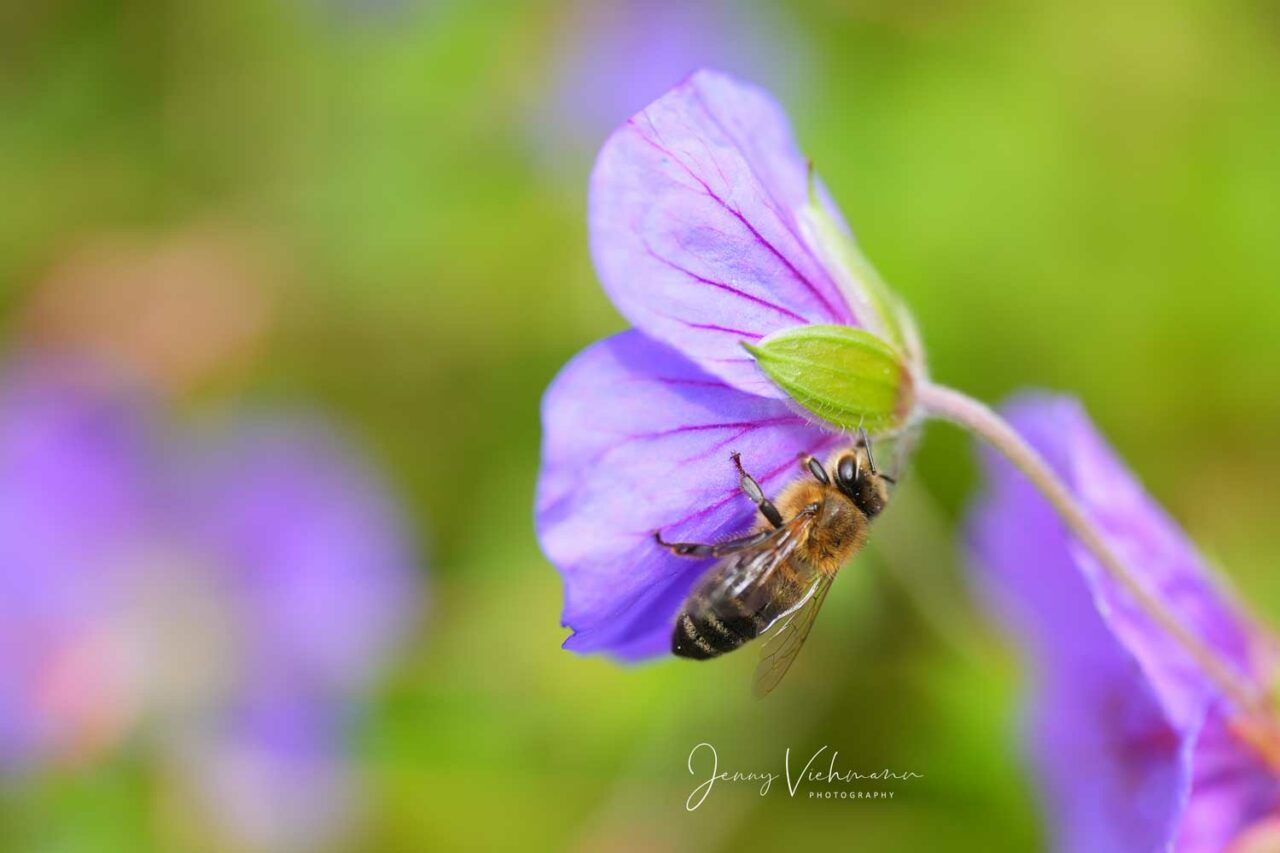 Makroaufnahme von Biene auf Blume