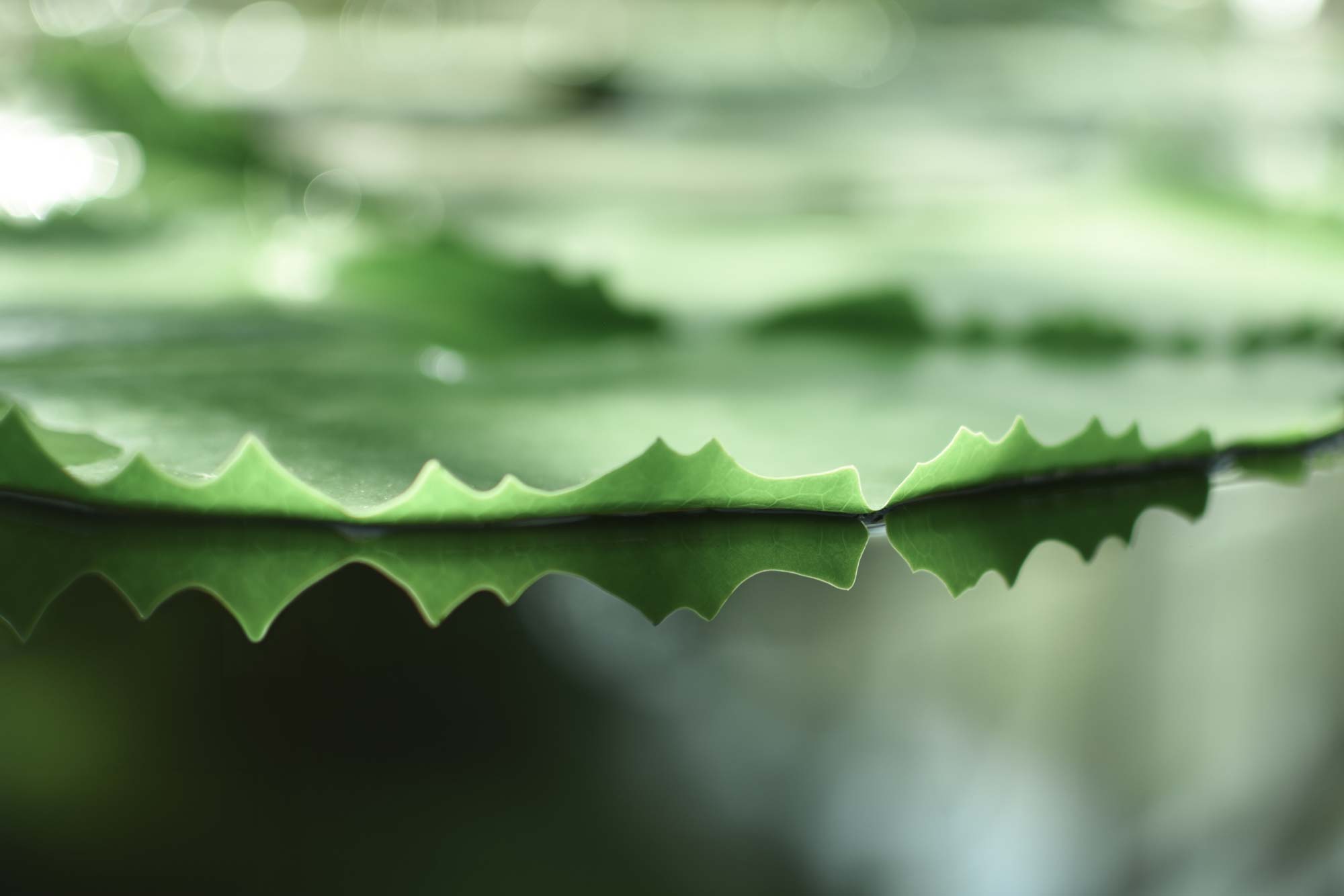 Fotografie von einem Seerosenblatt im Teich